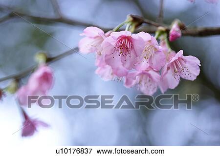 Stock Photo - Medium Group of objects, Close-Up, Outdoors. Fotosearch