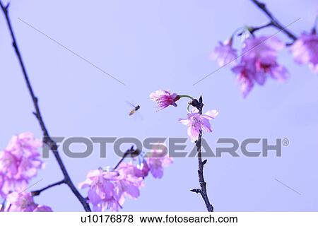 Stock Photo - Medium Group of objects, Close-Up, Outdoors. Fotosearch