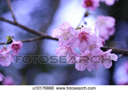Medium Group of objects, Close-Up, Outdoors View Large Photo Image Stock Photo - Medium Group of objects, Close-Up, Outdoors. Fotosearch