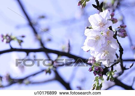 Medium Group of objects, Close-Up, Outdoors View Large Photo Image Stock Photo - Medium Group of objects, Close-Up, Outdoors. Fotosearch