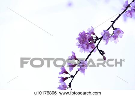 Stock Photograph - Medium Group of objects, Close-Up, Outdoors. Fotosearch