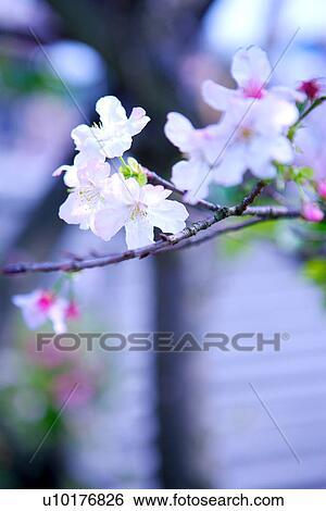 Medium Group of objects, Close-Up, Outdoors View Large Photo Image Stock Photograph - Medium Group of objects, Close-Up, Outdoors. Fotosearch
