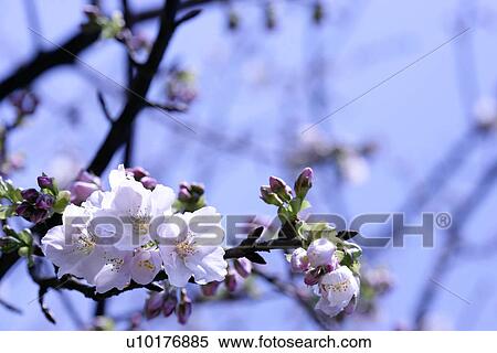 Medium Group of objects, Close-Up, Outdoors View Large Photo Image Stock Photography - Medium Group of objects, Close-Up, Outdoors. Fotosearch