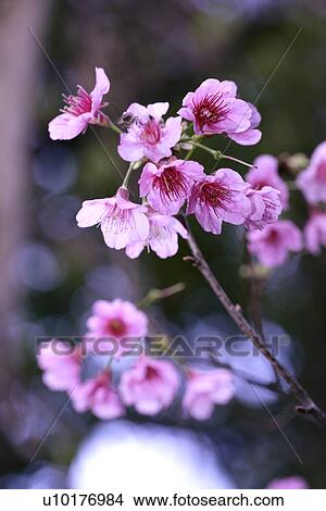 Medium Group of objects, Two Objects, Close-Up, Outdoors View Large Photo Image Picture - Medium Group of objects, Two Objects, Close-Up, Outdoors. Fotosearch