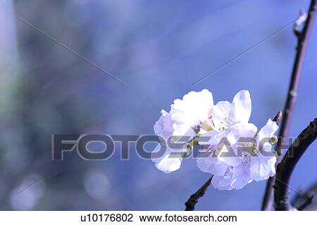 Three Objects, Close-Up, Outdoors View Large Photo Image Stock Image - Three Objects, Close-Up, Outdoors. Fotosearch