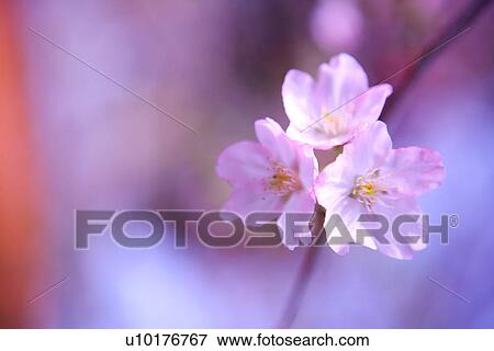 Stock Photo - Three Objects, Close-Up, Outdoors. Fotosearch
