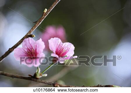 Two Objects, Close-Up, Outdoors View Large Photo Image Picture - Two Objects, Close-Up, Outdoors. Fotosearch