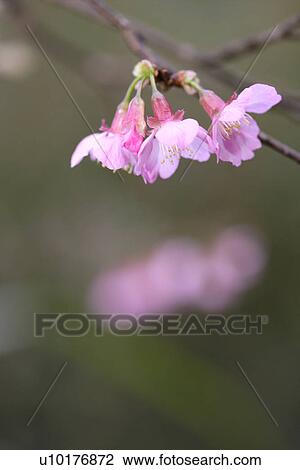 Stock Image - Two Objects, Close-Up, Outdoors. Fotosearch