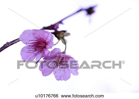 Stock Photograph - Two Objects, Close-Up, Outdoors. Fotosearch