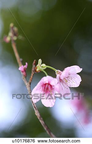 Stock Photograph - Two Objects, Close-Up, Outdoors. Fotosearch