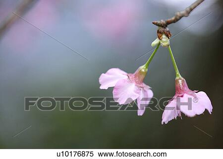 Stock Photography - Two Objects, Close-Up, Outdoors. Fotosearch