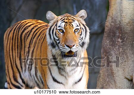 Brown Eyes, Looking At Camera, One Animal View Large Photo Image Stock Image - Brown Eyes, Looking At Camera, One Animal. Fotosearch
