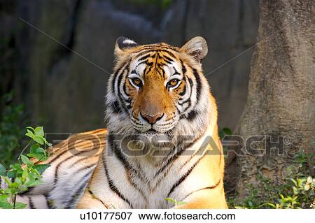 Stock Photo - Brown Eyes, Looking At Camera, One Animal. Fotosearch