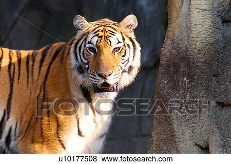 Brown Eyes, Looking At Camera, One Animal View Large Photo Image Stock Photo - Brown Eyes, Looking At Camera, One Animal. Fotosearch