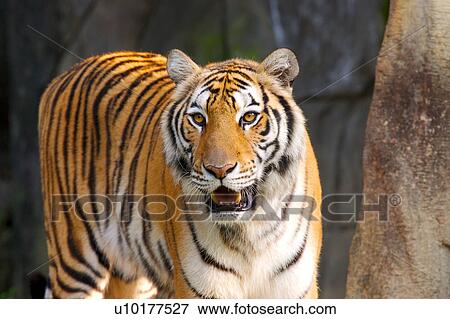 Stock Photo - Brown Eyes, Looking At Camera, One Animal. Fotosearch