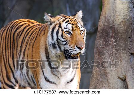 Stock Photo - Brown Eyes, Looking At Camera, One Animal. Fotosearch