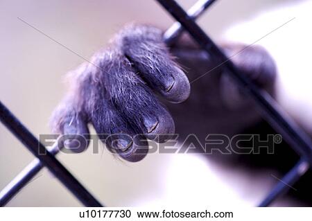 Close-up, One Animal, Outdoors View Large Photo Image Stock Image - Close-up, One Animal, Outdoors. Fotosearch