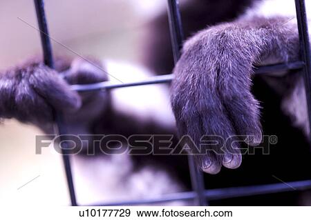 Close-up, One Animal, Outdoors View Large Photo Image Stock Photo - Close-up, One Animal, Outdoors. Fotosearch