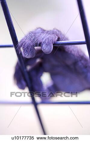 Close-up, One Animal, Outdoors View Large Photo Image Stock Photography - Close-up, One Animal, Outdoors. Fotosearch