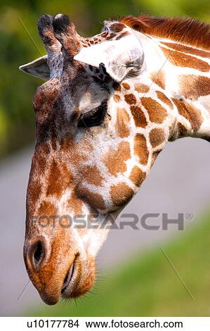 Close-up, One Animal View Large Photo Image Picture - Close-up, One Animal. Fotosearch