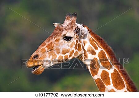 Close-up, One Animal View Large Photo Image Stock Image - Close-up, One Animal. Fotosearch
