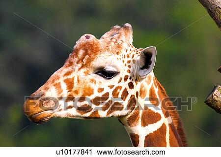 Stock Image - Close-up, One Animal. Fotosearch