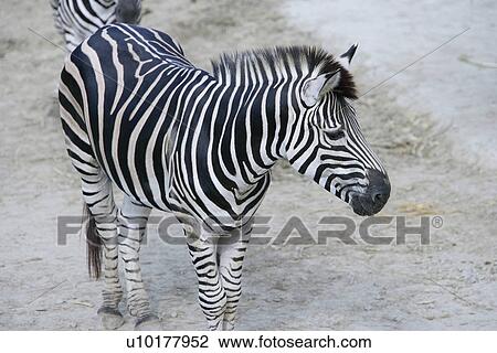 Close-up, One Animal View Large Photo Image Stock Image - Close-up, One Animal. Fotosearch