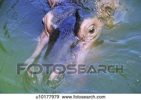 Stock Photo - Close-up, One Animal. Fotosearch