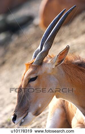 Close-up, One Animal View Large Photo Image Stock Photo - Close-up, One Animal. Fotosearch