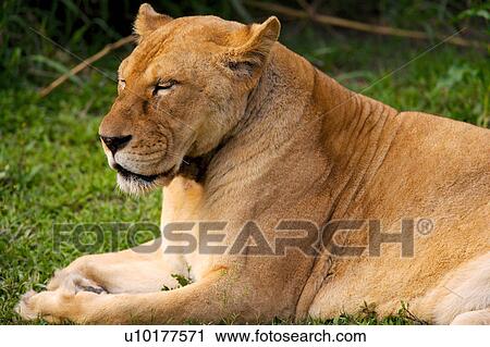 Close-up View Large Photo Image Stock Image - Close-up. Fotosearch