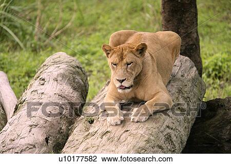 Stock Image - Close-up. Fotosearch