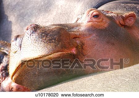 Stock Image - Close-up. Fotosearch