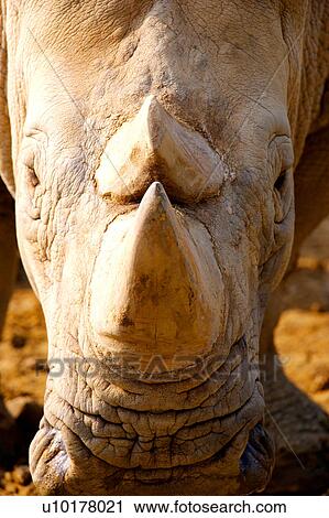 Close-up View Large Photo Image Stock Image - Close-up. Fotosearch