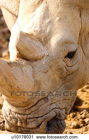Close-up View Large Photo Image Stock Image - Close-up. Fotosearch