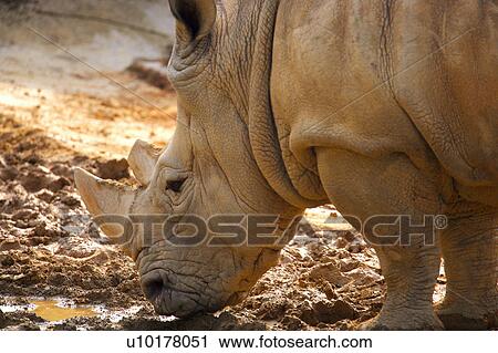 Close-up View Large Photo Image Stock Image - Close-up. Fotosearch