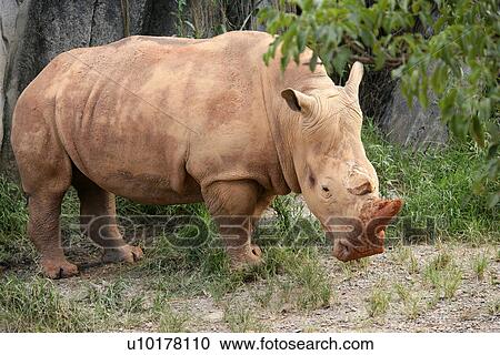 Stock Image - Close-up. Fotosearch
