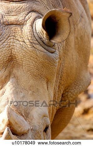 Stock Photo - Close-up. Fotosearch