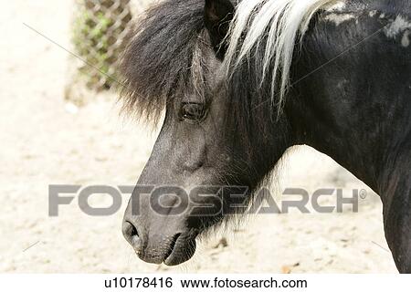 Close-up View Large Photo Image Stock Photograph - Close-up. Fotosearch
