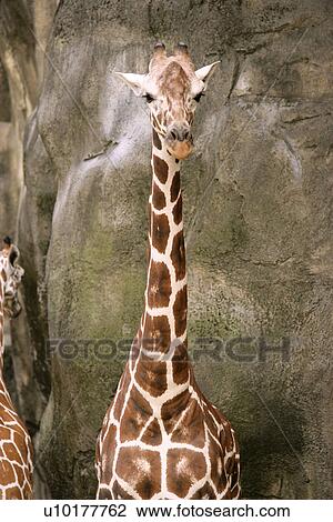 Close-up, Two Animals View Large Photo Image Stock Image - Close-up, Two Animals. Fotosearch