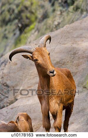 Stock Image - Close-up, Two Animals. Fotosearch