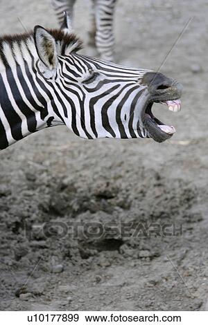 Close-up, Two Animals View Large Photo Image Stock Photo - Close-up, Two Animals. Fotosearch