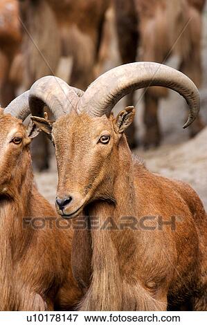 Close-up, Two Animals View Large Photo Image Stock Photo - Close-up, Two Animals. Fotosearch
