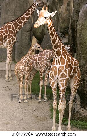 Four Animals, Close-up View Large Photo Image Picture - Four Animals, Close-up. Fotosearch