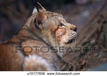 Looking At Camera, One Animal View Large Photo Image Stock Photograph - Looking At Camera, One Animal. Fotosearch