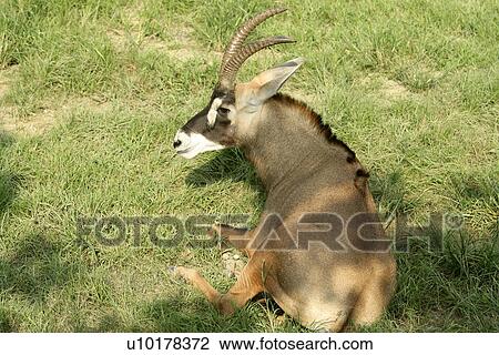 View Large Photo Image Stock Image - . Fotosearch