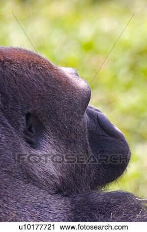 One Animal, Outdoors View Large Photo Image Stock Image - One Animal, Outdoors. Fotosearch
