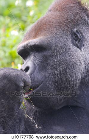 Stock Photo - One Animal, Outdoors. Fotosearch