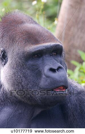One Animal, Outdoors View Large Photo Image Stock Photo - One Animal, Outdoors. Fotosearch