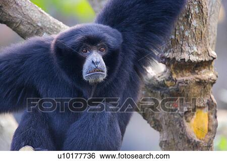 Stock Photograph - One Animal, Outdoors. Fotosearch