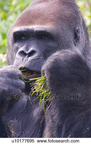 One Animal, Outdoors View Large Photo Image Stock Photography - One Animal, Outdoors. Fotosearch